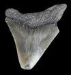 Bargain Megalodon Tooth - South Carolina #44560-1